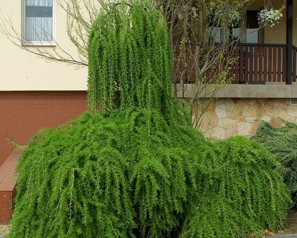 Лиственница европейская Лиственница европейская