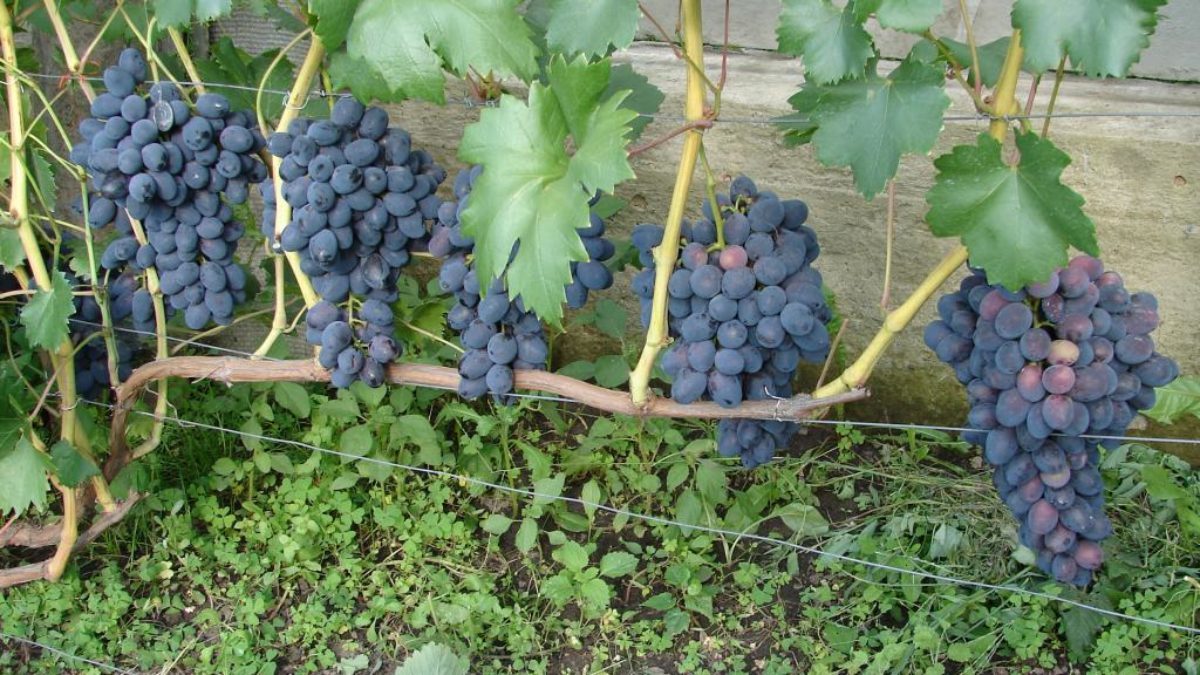 Виноград прибрежный