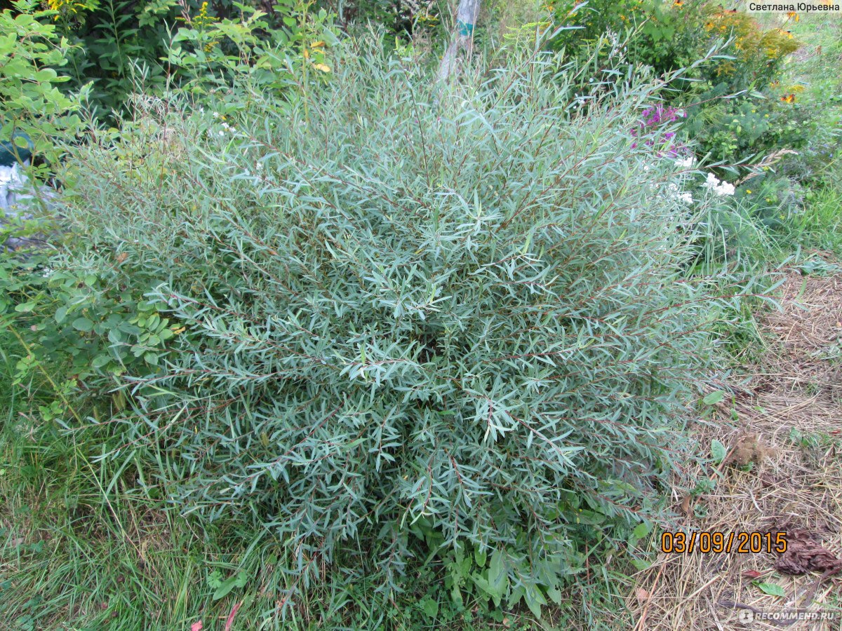 Ива пурпурная Ива пурпурная