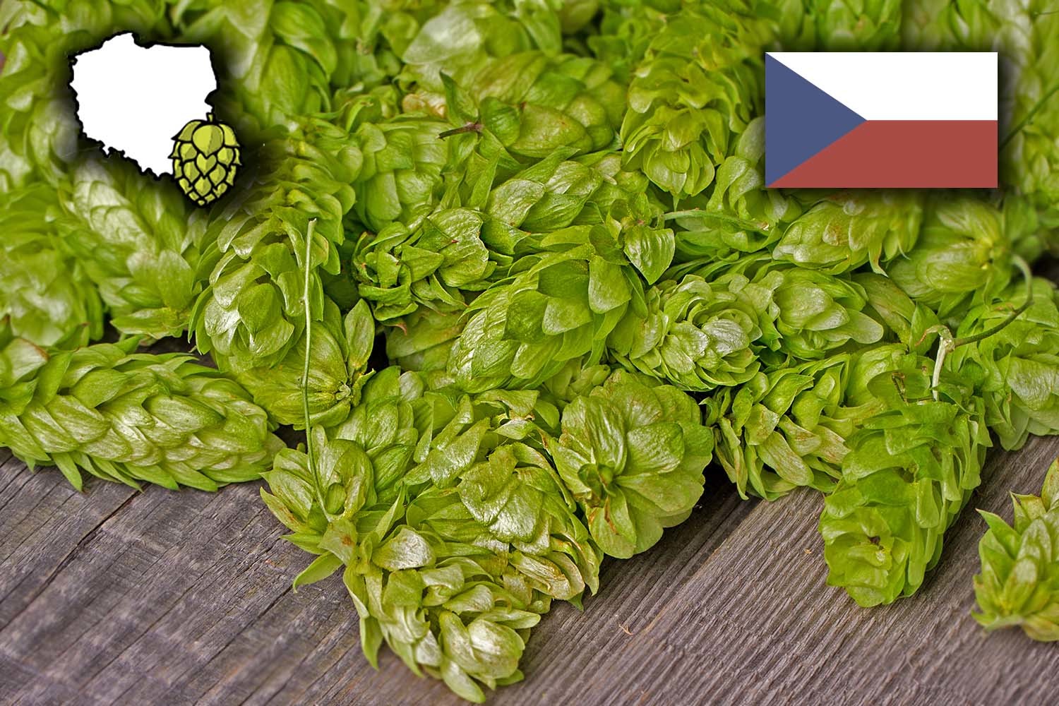 Хмель Сааз