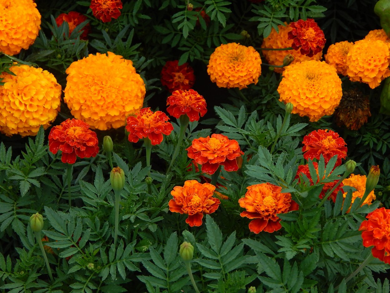 Бархатцевые Бархатцевые