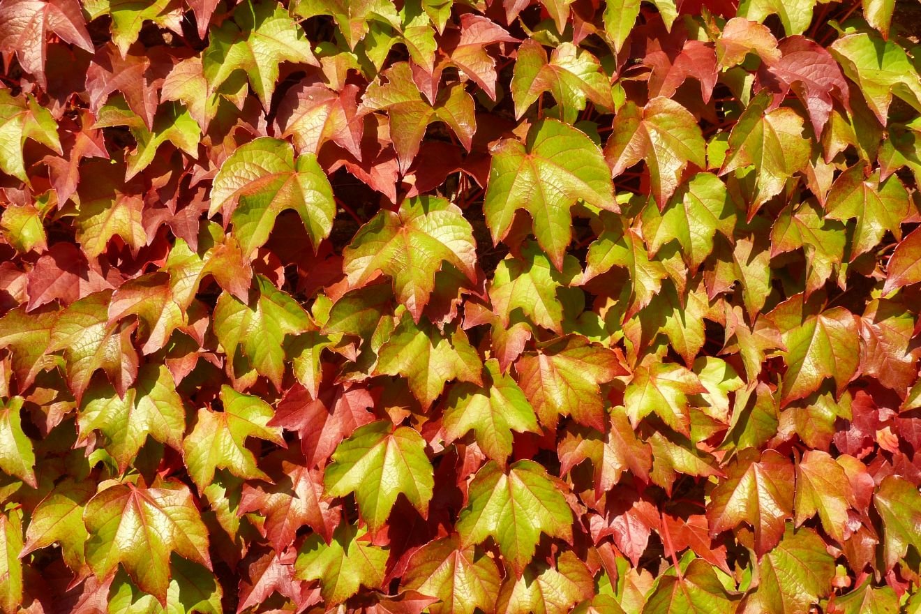 Девичий виноград триостренный