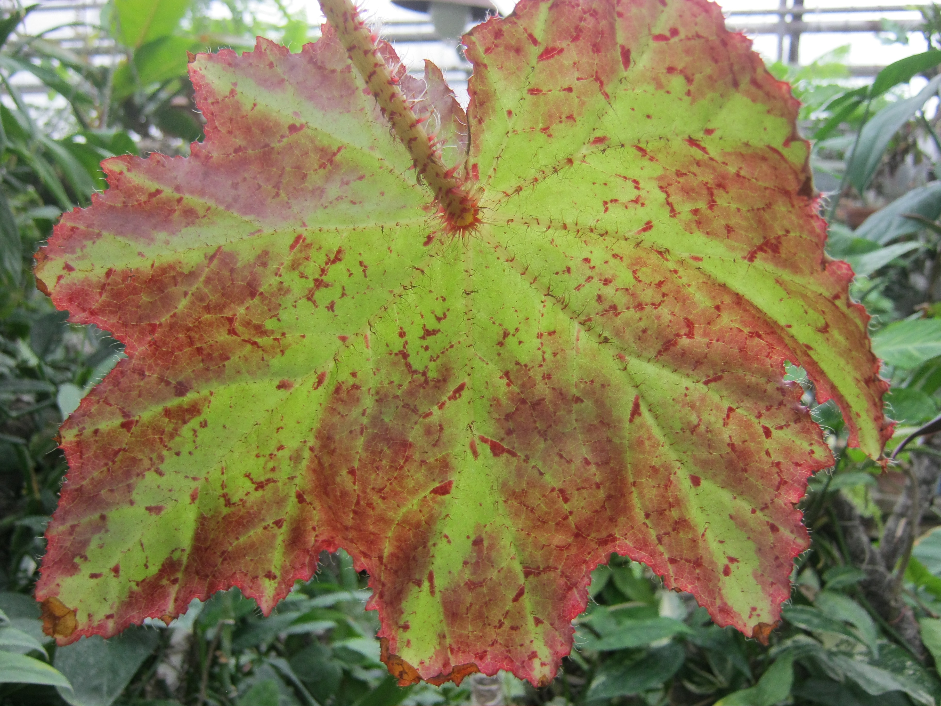 Бегония пятнистая