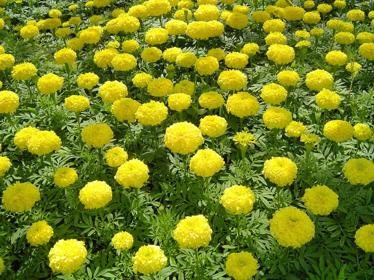 Бархатцевые Бархатцевые