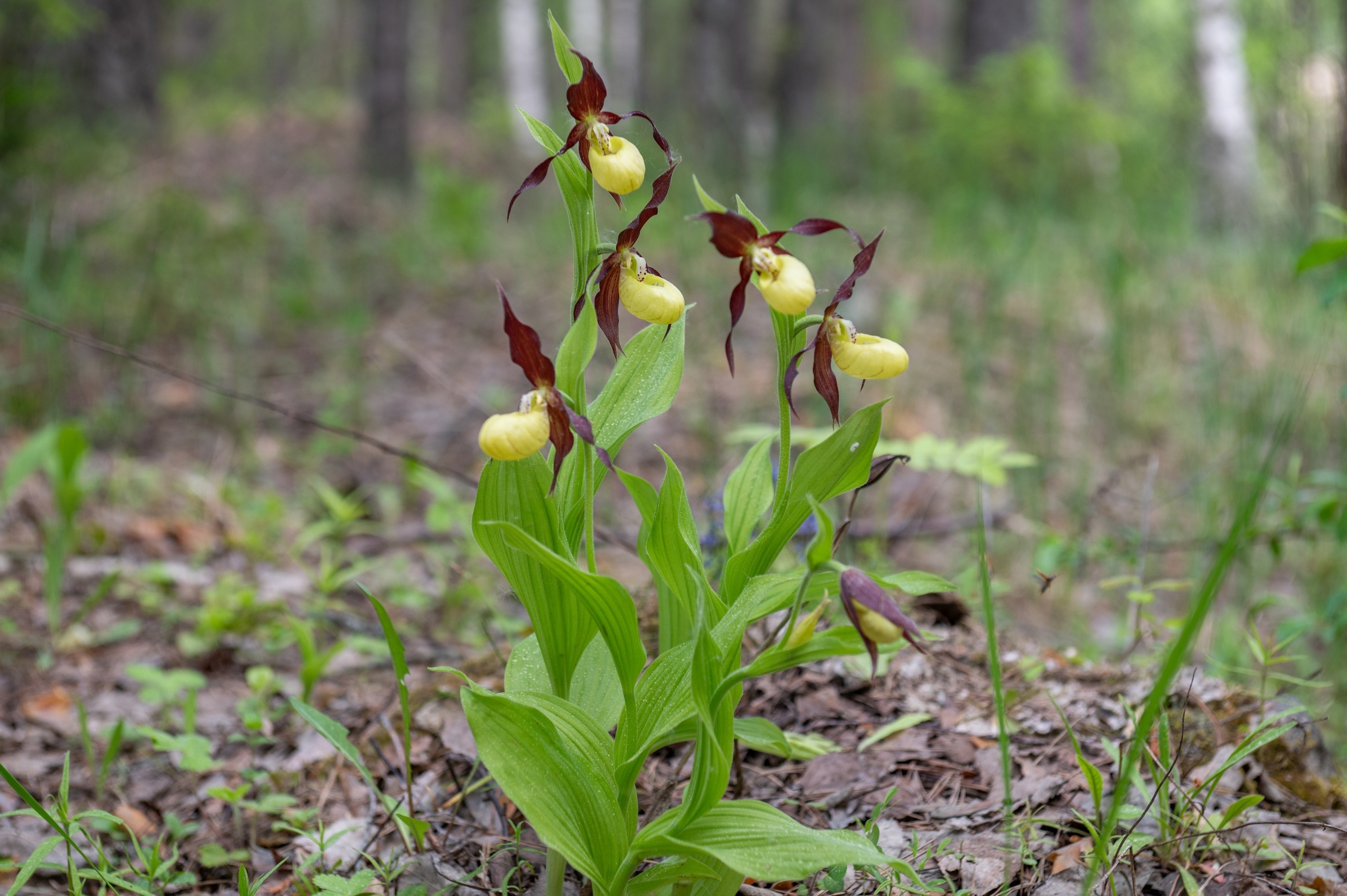 Башмачок настоящий
