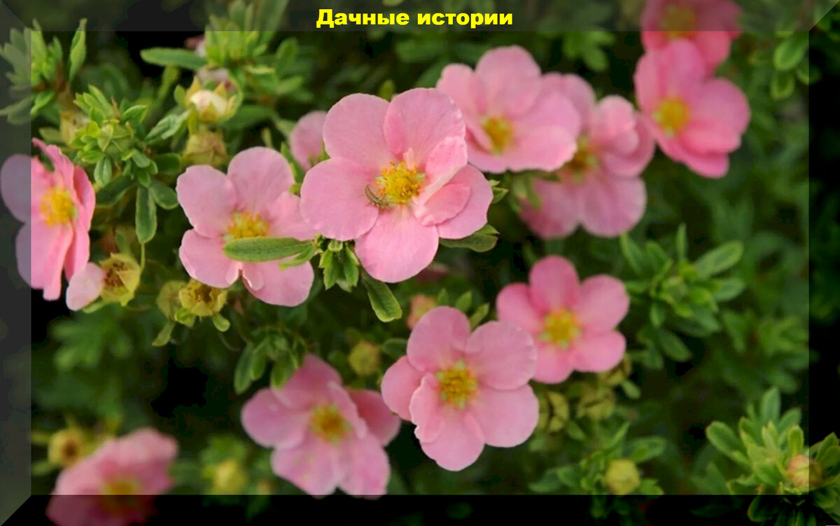 Лапчатка кустарниковая