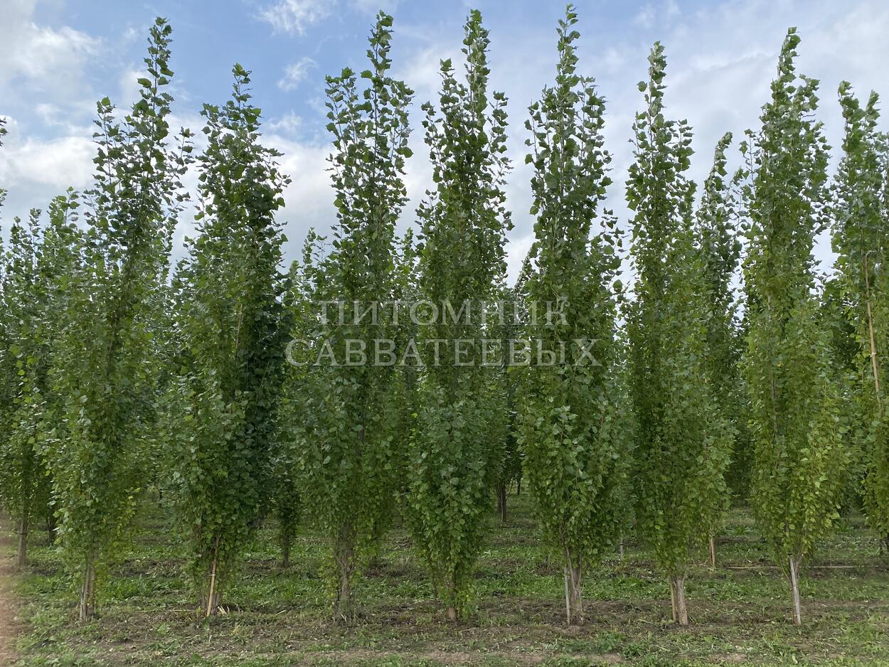 Тополь берлинский