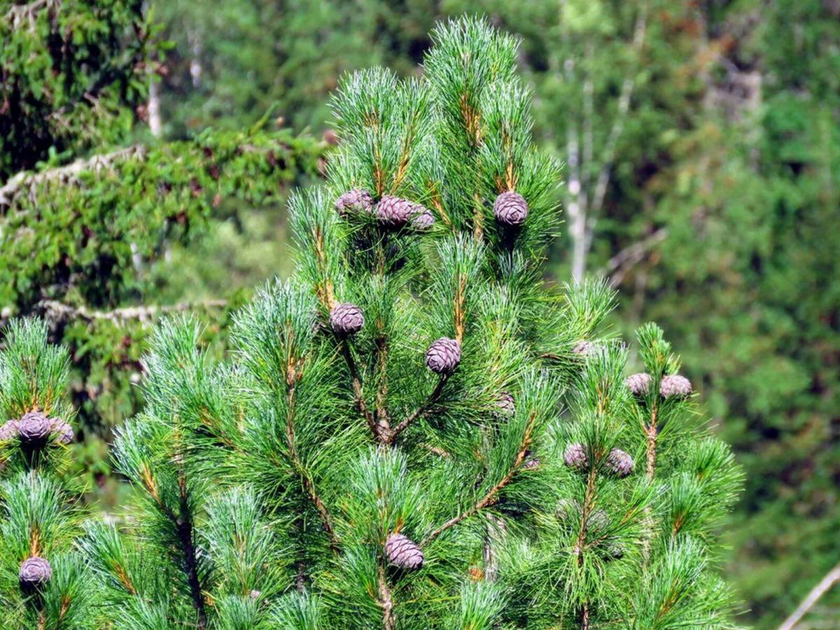 Сосна кедровая сибирская