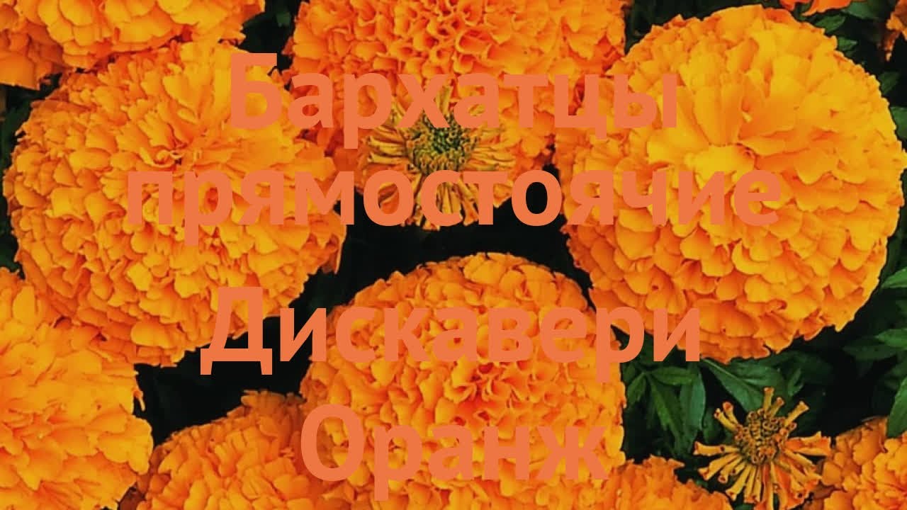 Бархатцы прямостоячие Бархатцы прямостоячие
