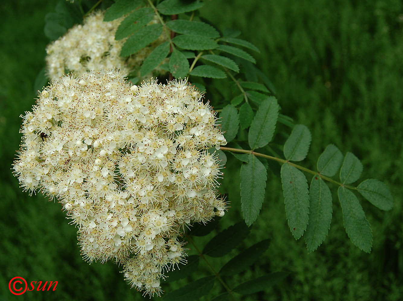 Рябина обыкновенная