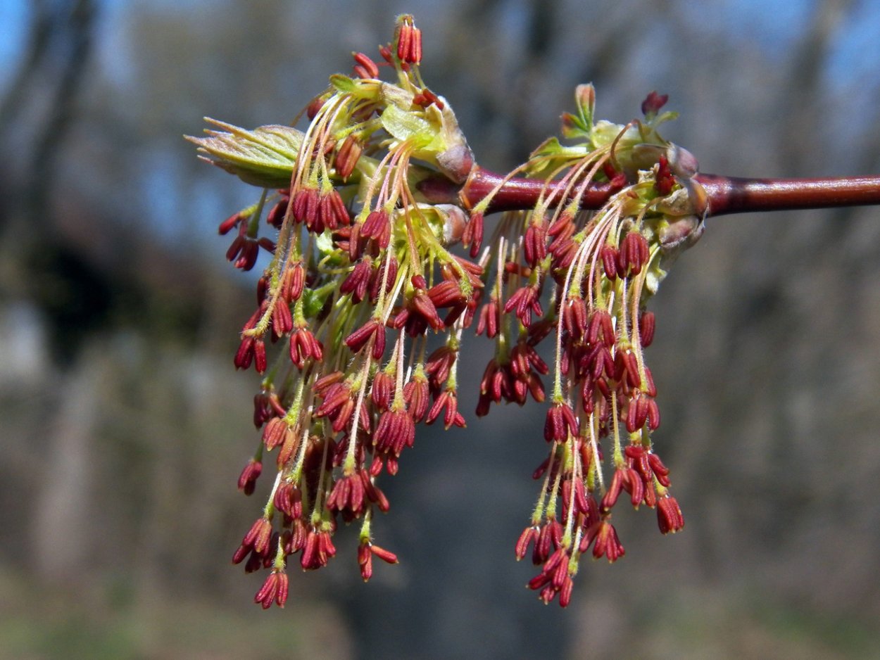 Клён ясенелистный