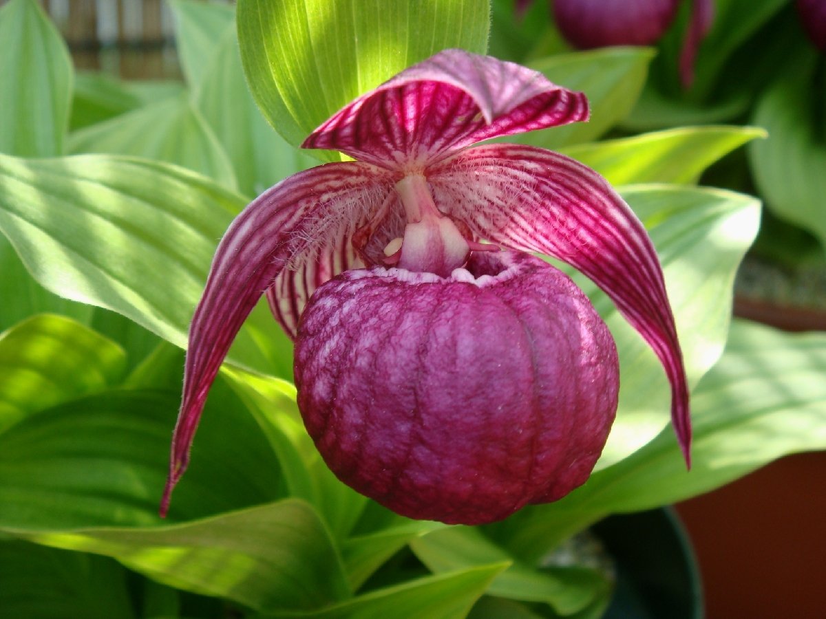 Башмачок слабый Башмачок слабый