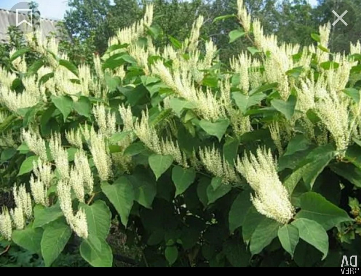 Барнадезия