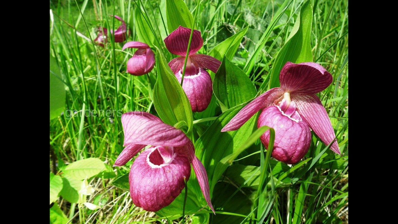 Башмачок крупноцветковый