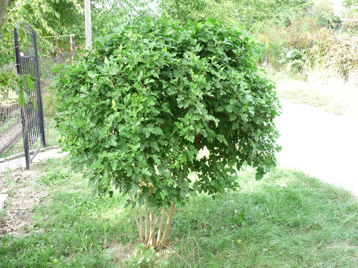 Шелковица