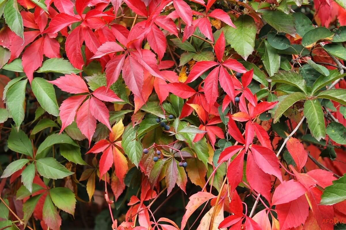 Виноград Тунберга