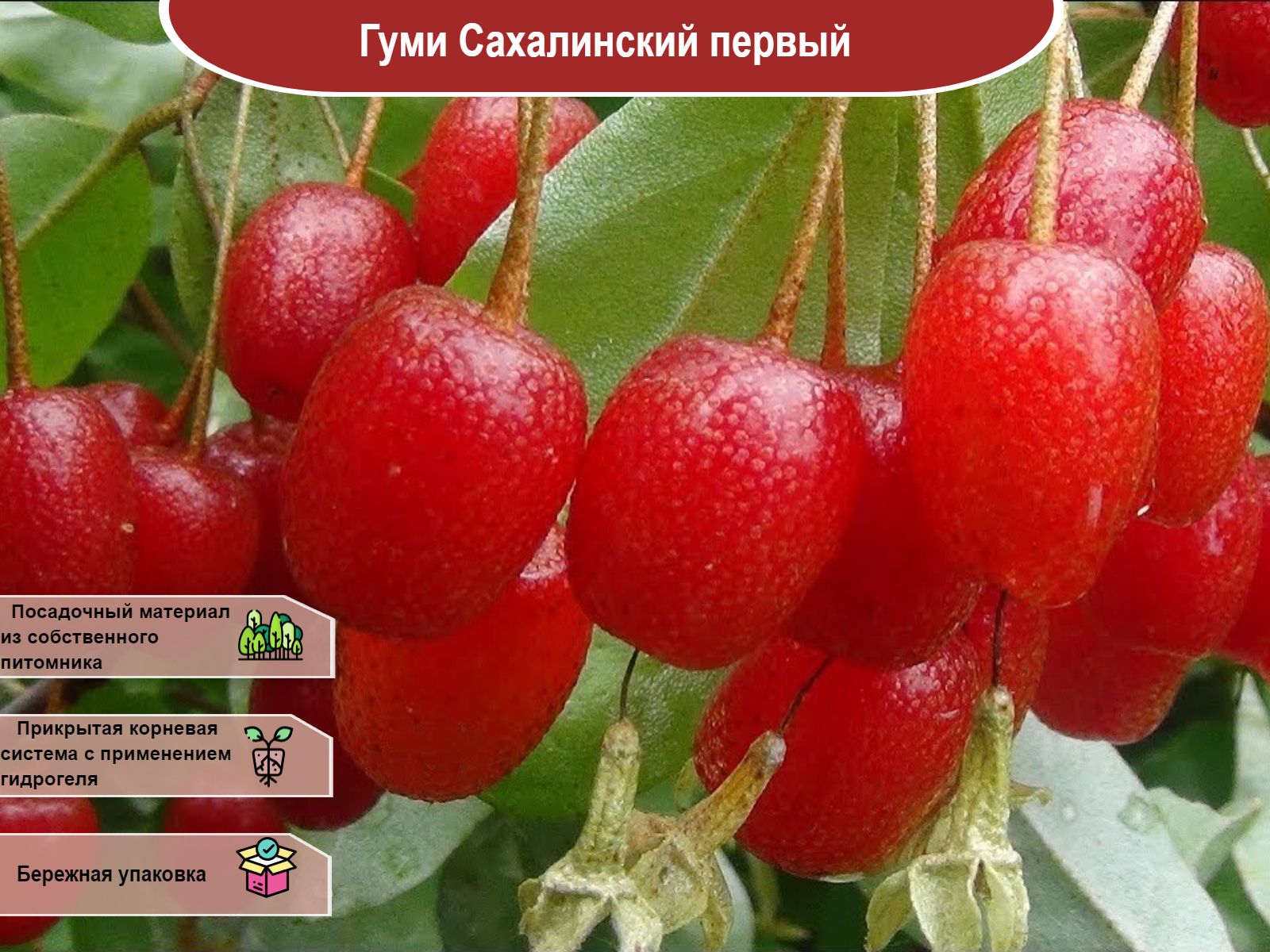 Лох многоцветковый