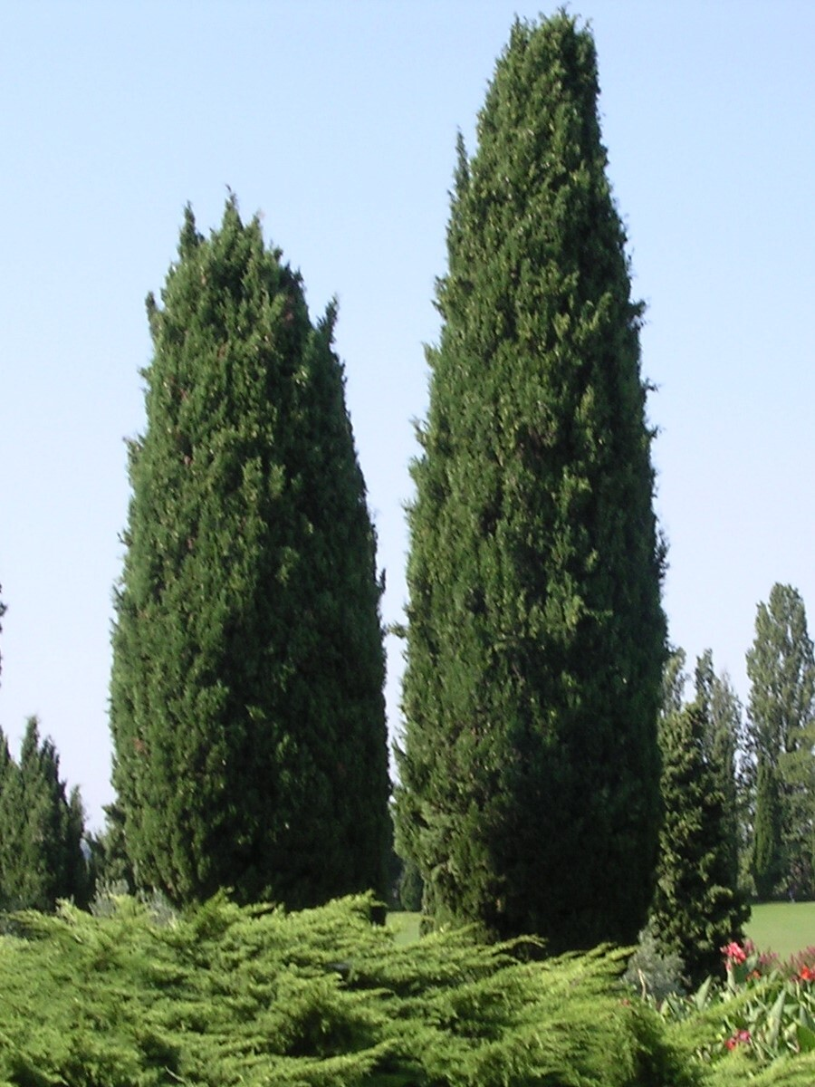 Кипарис Кипарис