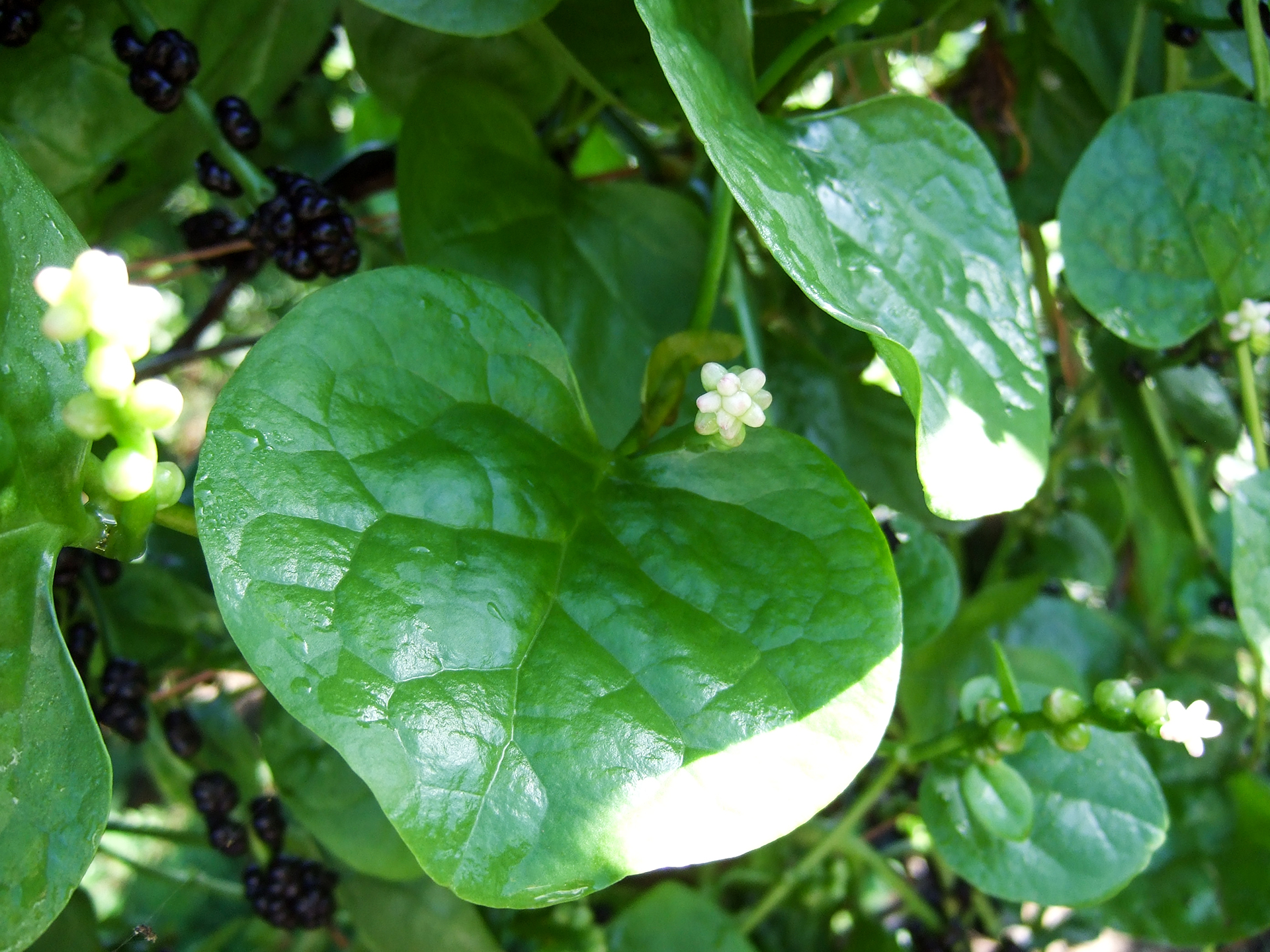 Базелла белая