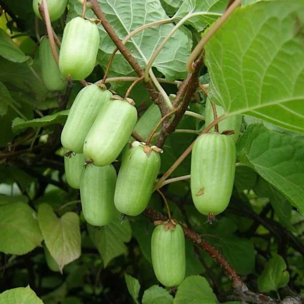 Актинидия melanandra