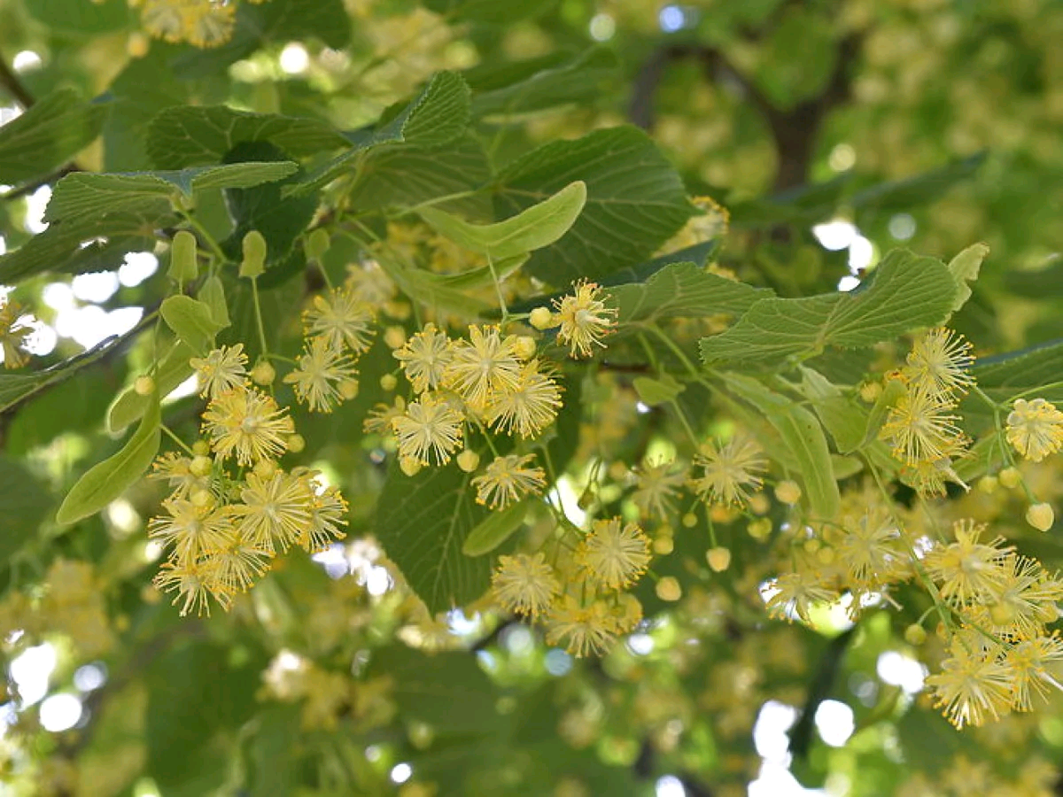 Липа кавказская Липа кавказская