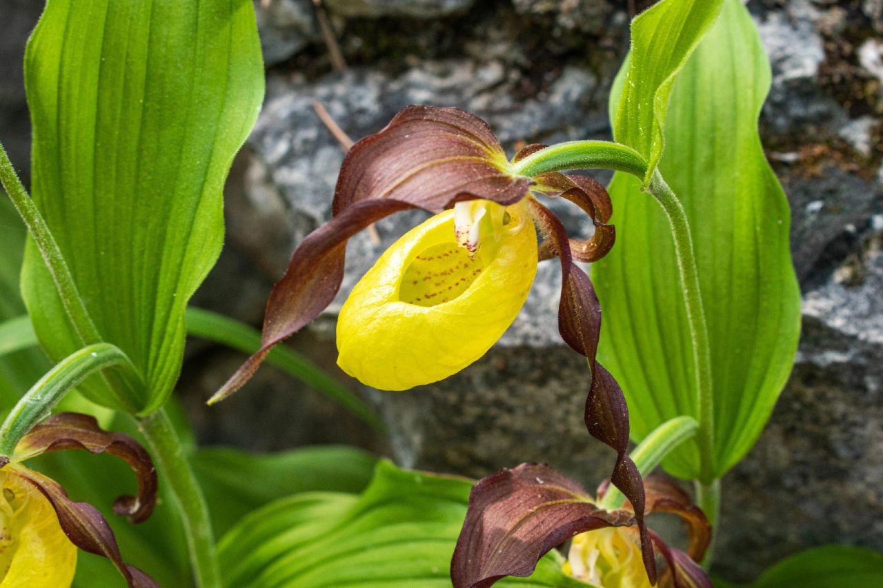 Башмачок вздутый