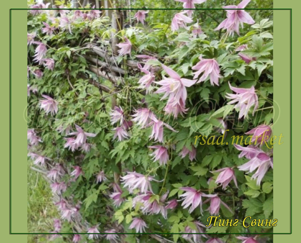 Княжик Арманда Княжик Арманда