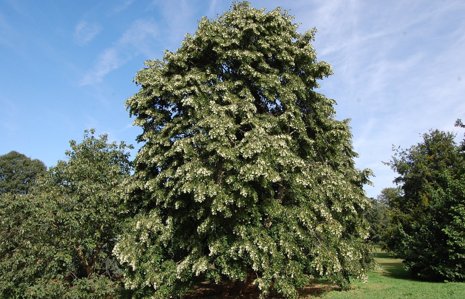 Липа войлочная Липа войлочная