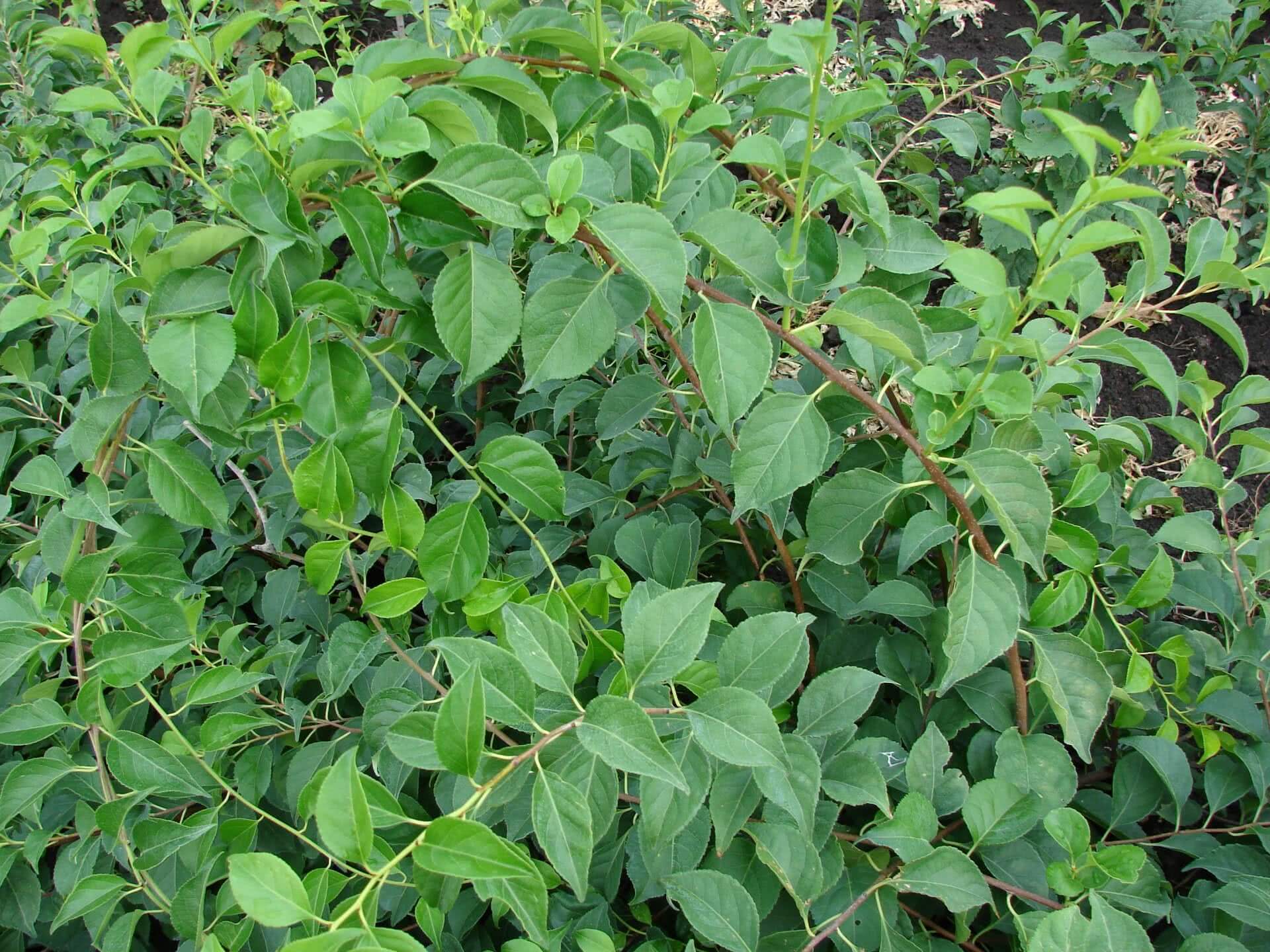 Древогубец