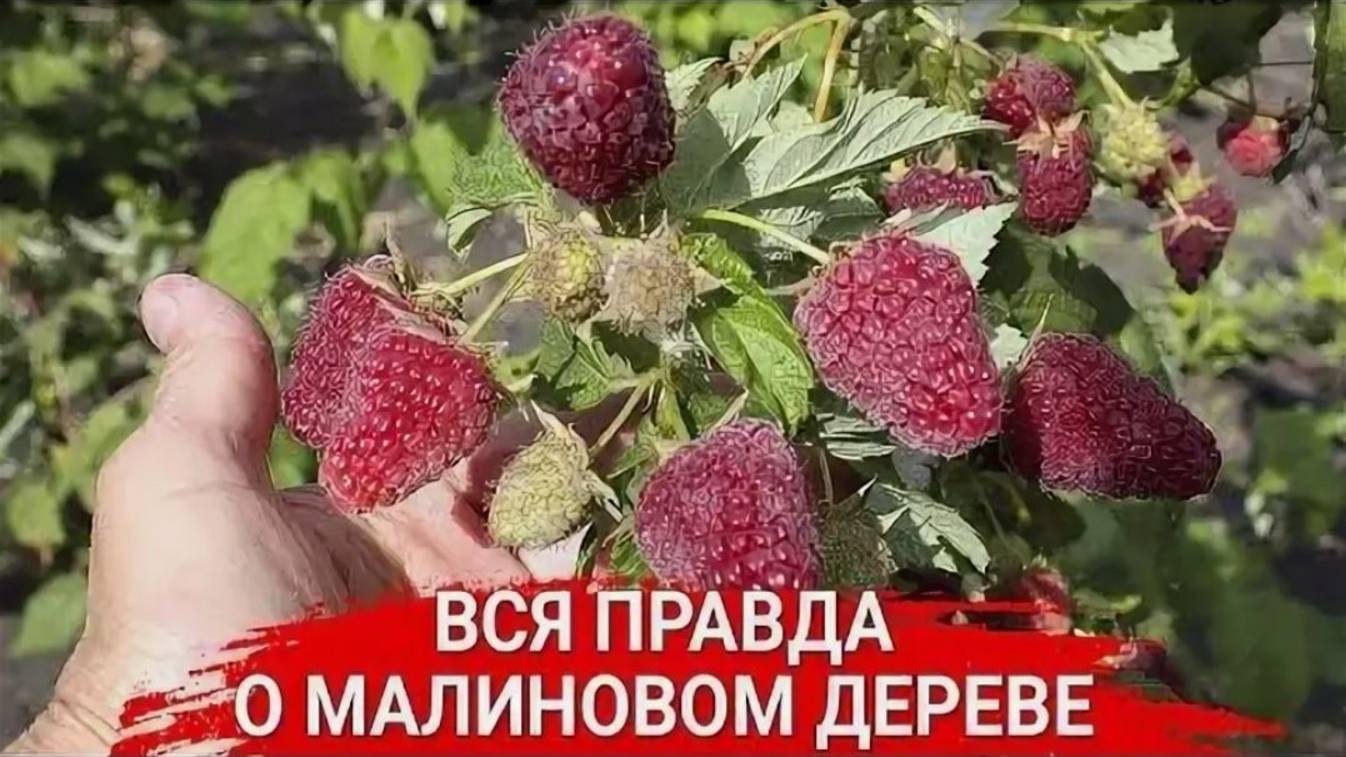 Малиновое дерево