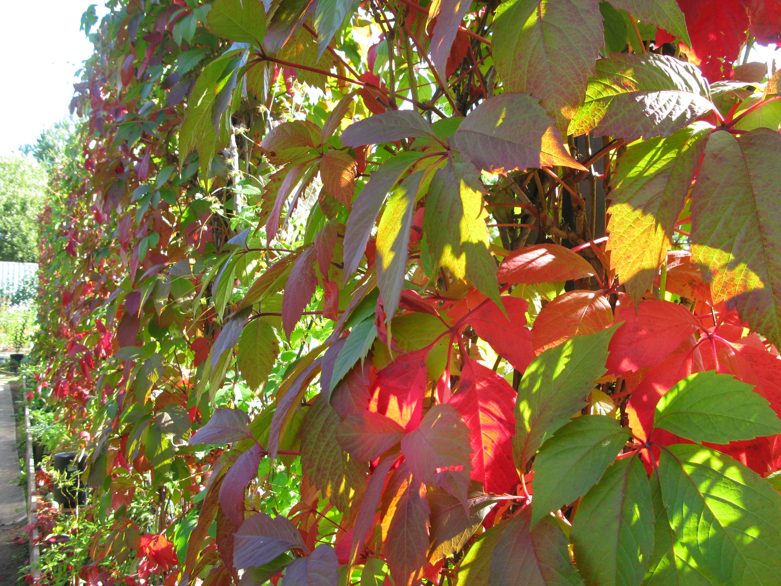 Девичий виноград Генри