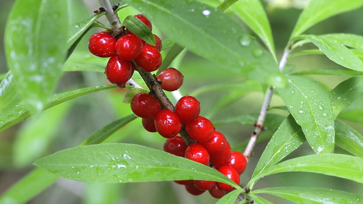 Волчье лыко