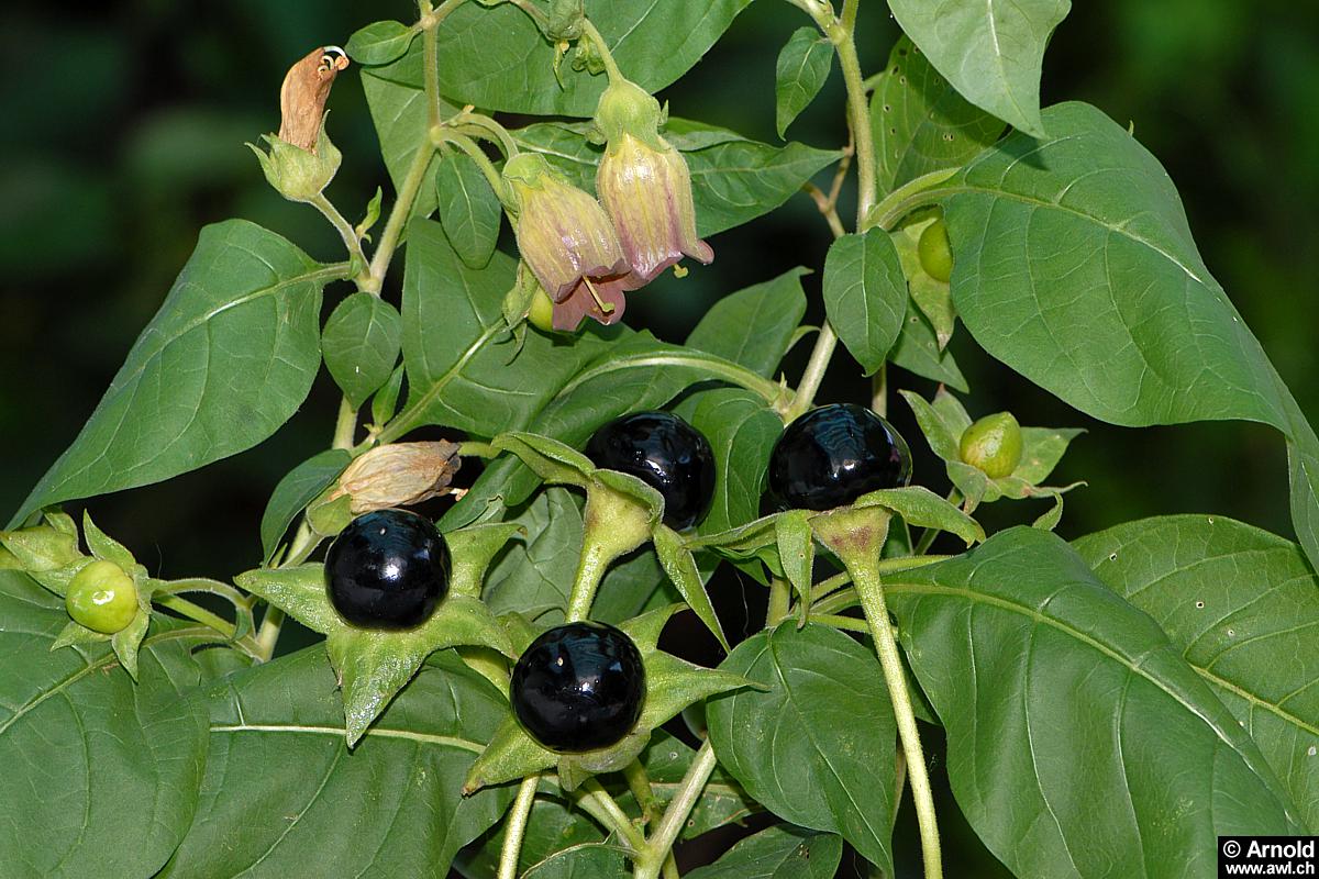 Белладонна