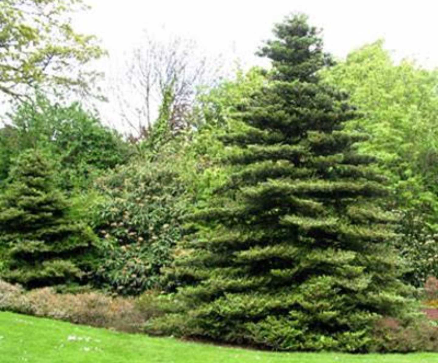 Пихта корейская