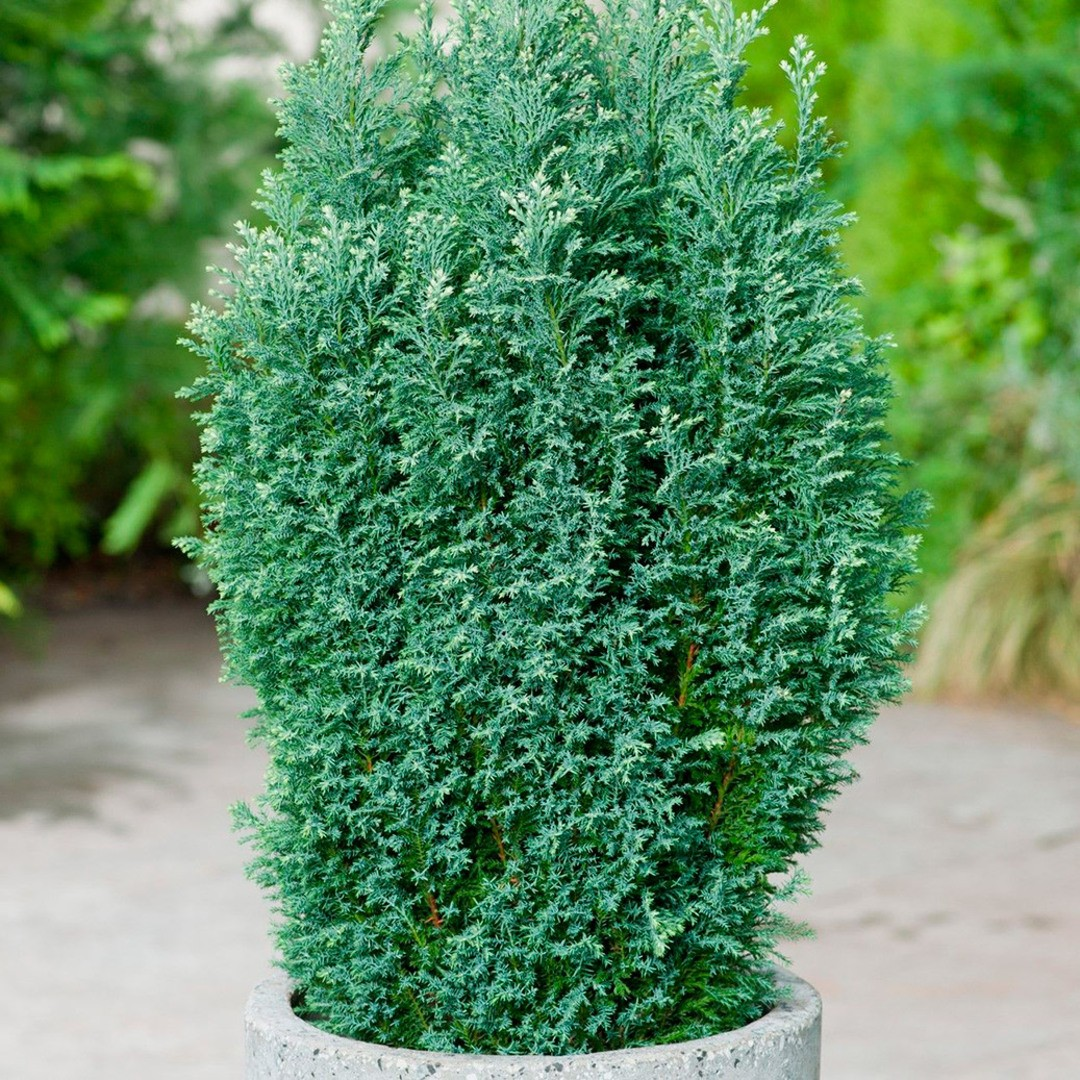 Кипарисовик