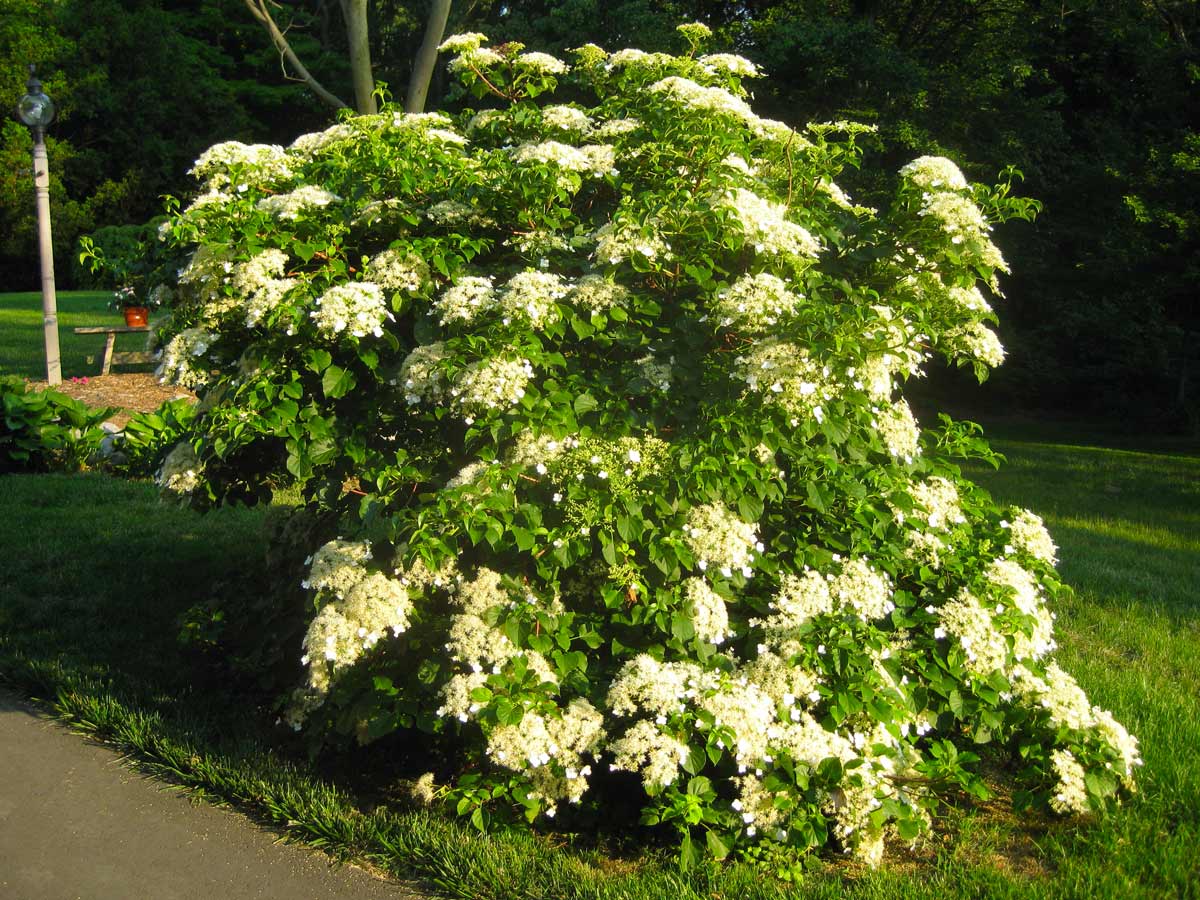 Гортензия черешковая Гортензия черешковая