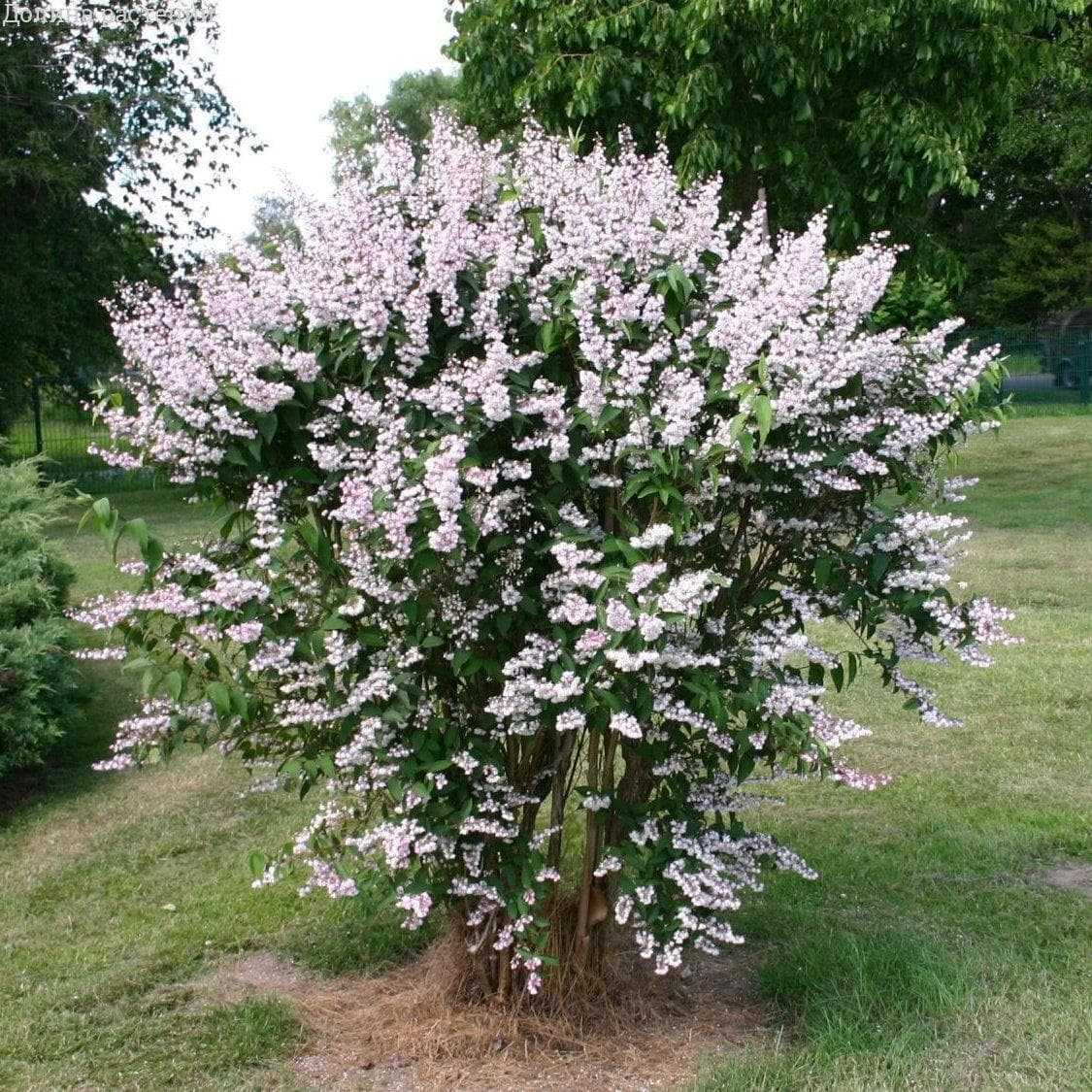 Дейция Дейция