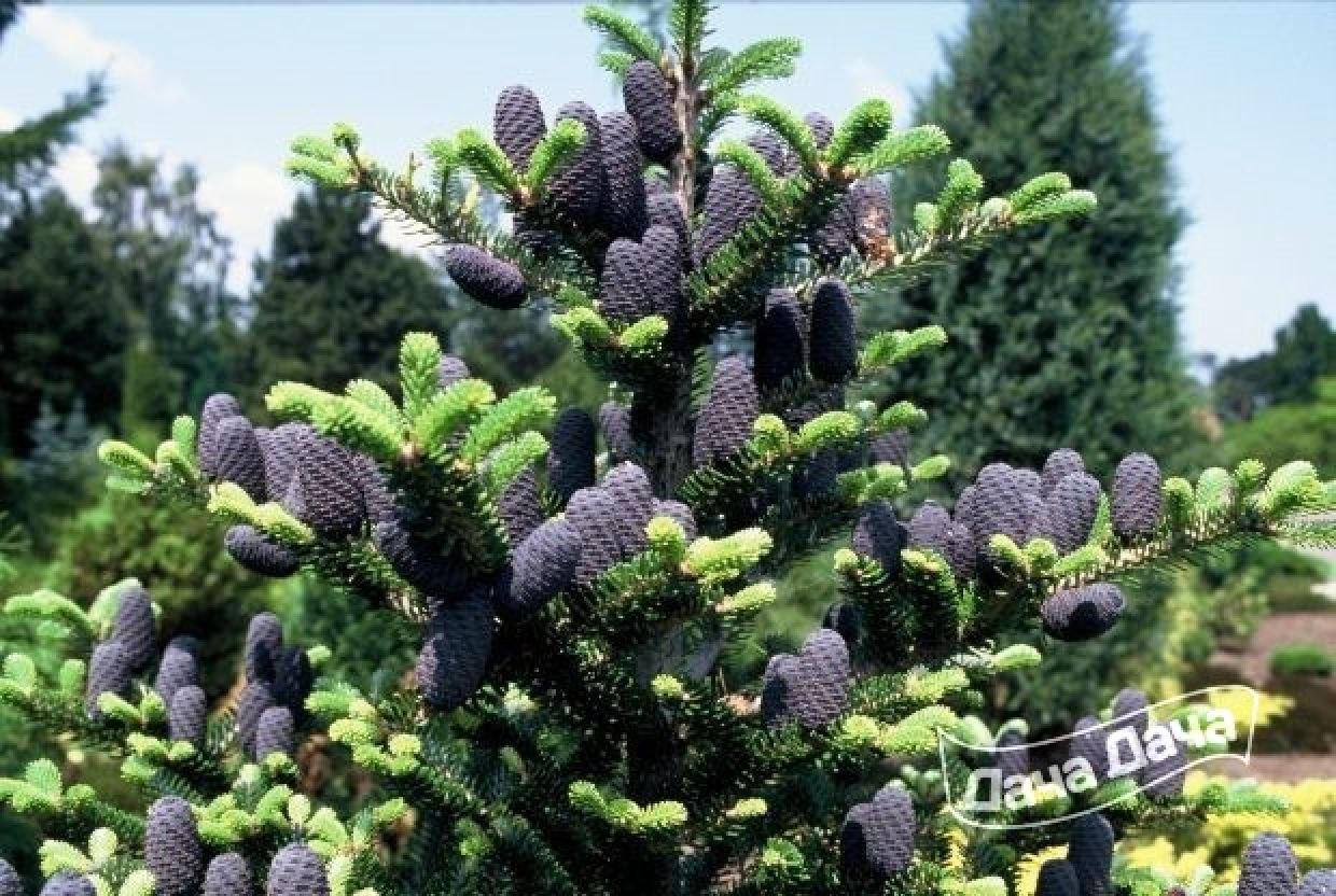 Пихта корейская