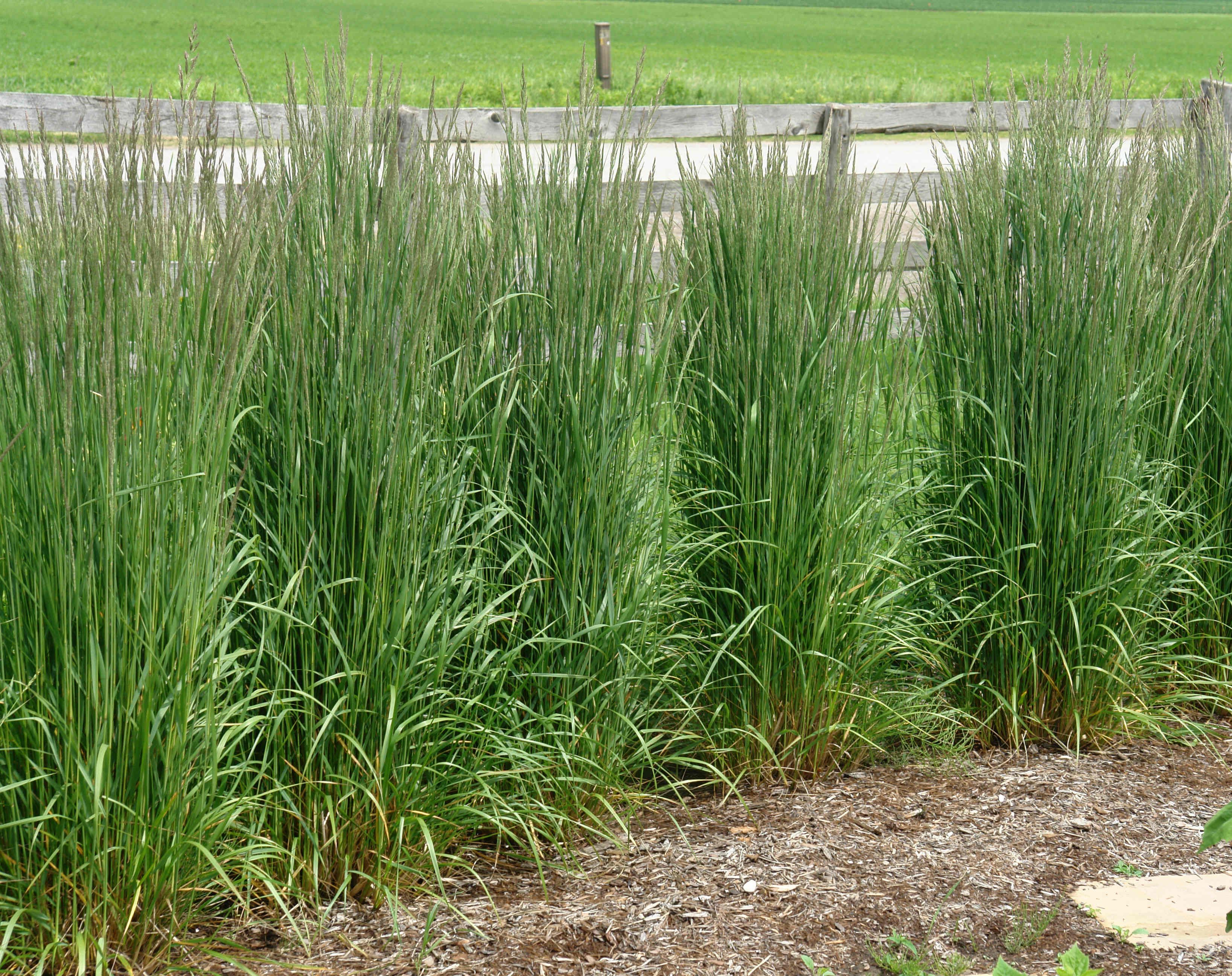 Вейник Вейник