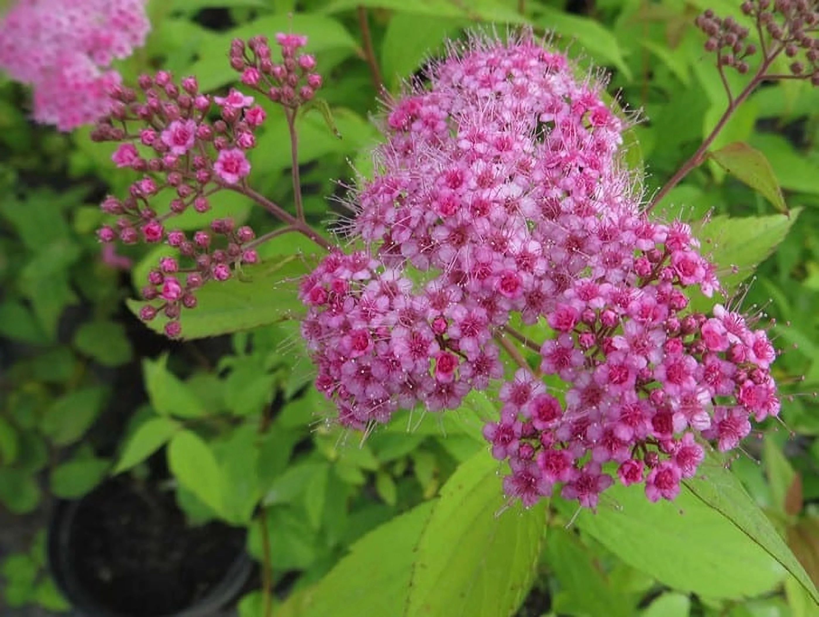 Спирея Спирея