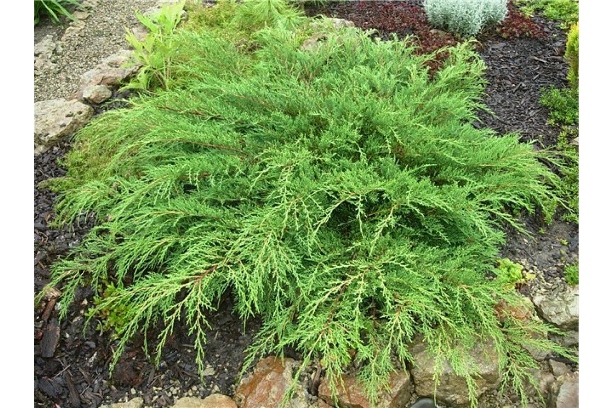 Микробиота