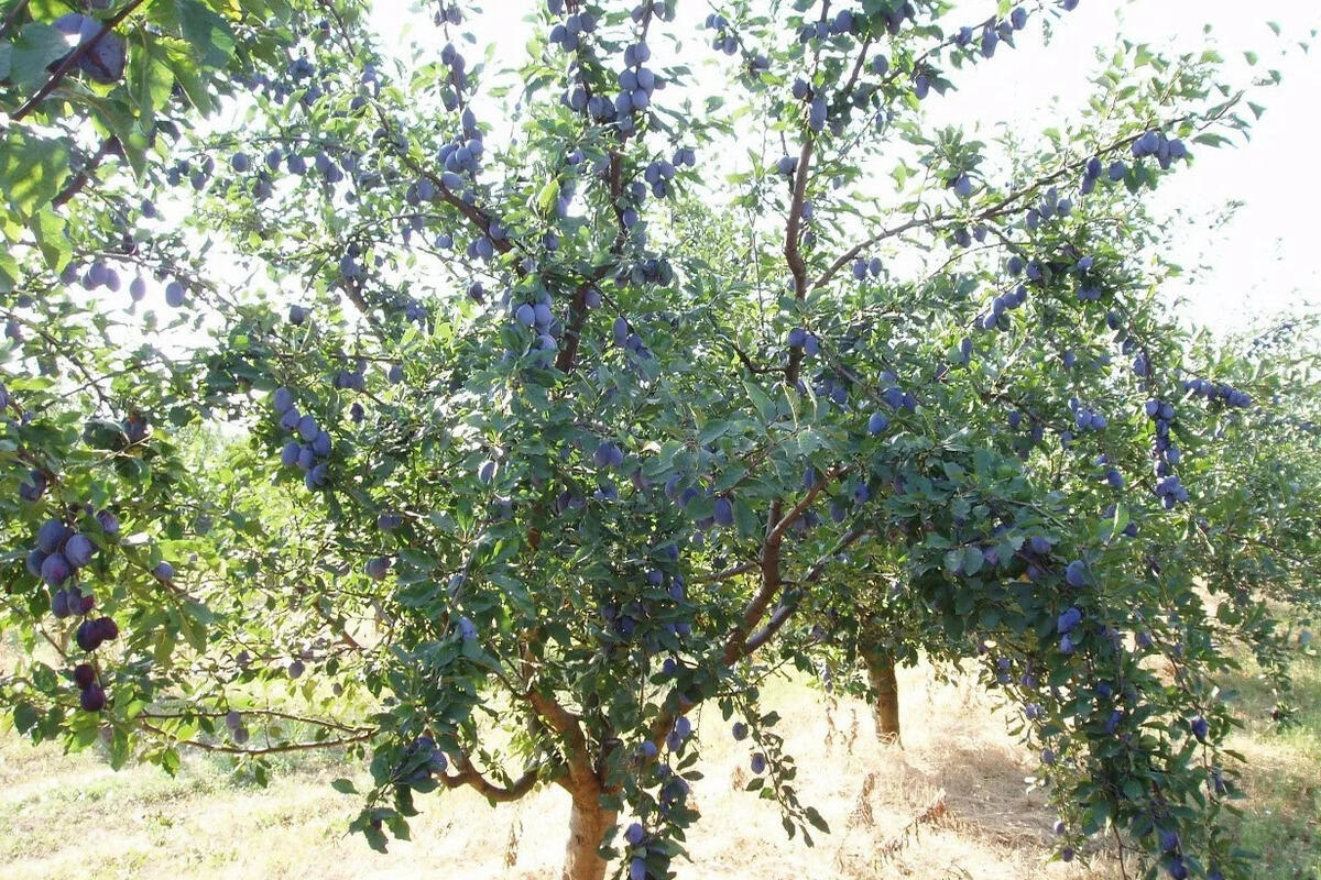 Кустарниковая слива Кустарниковая слива