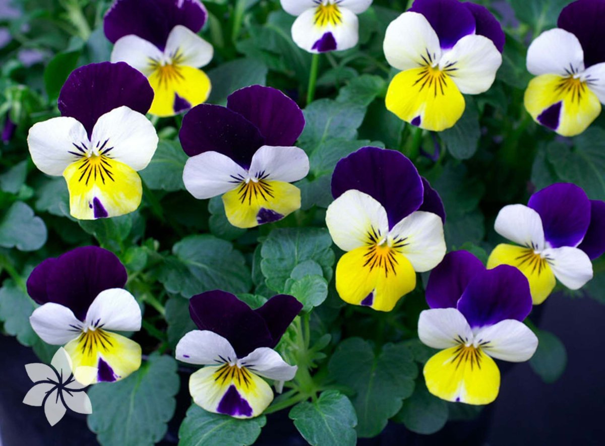 Анютины глазки Анютины глазки