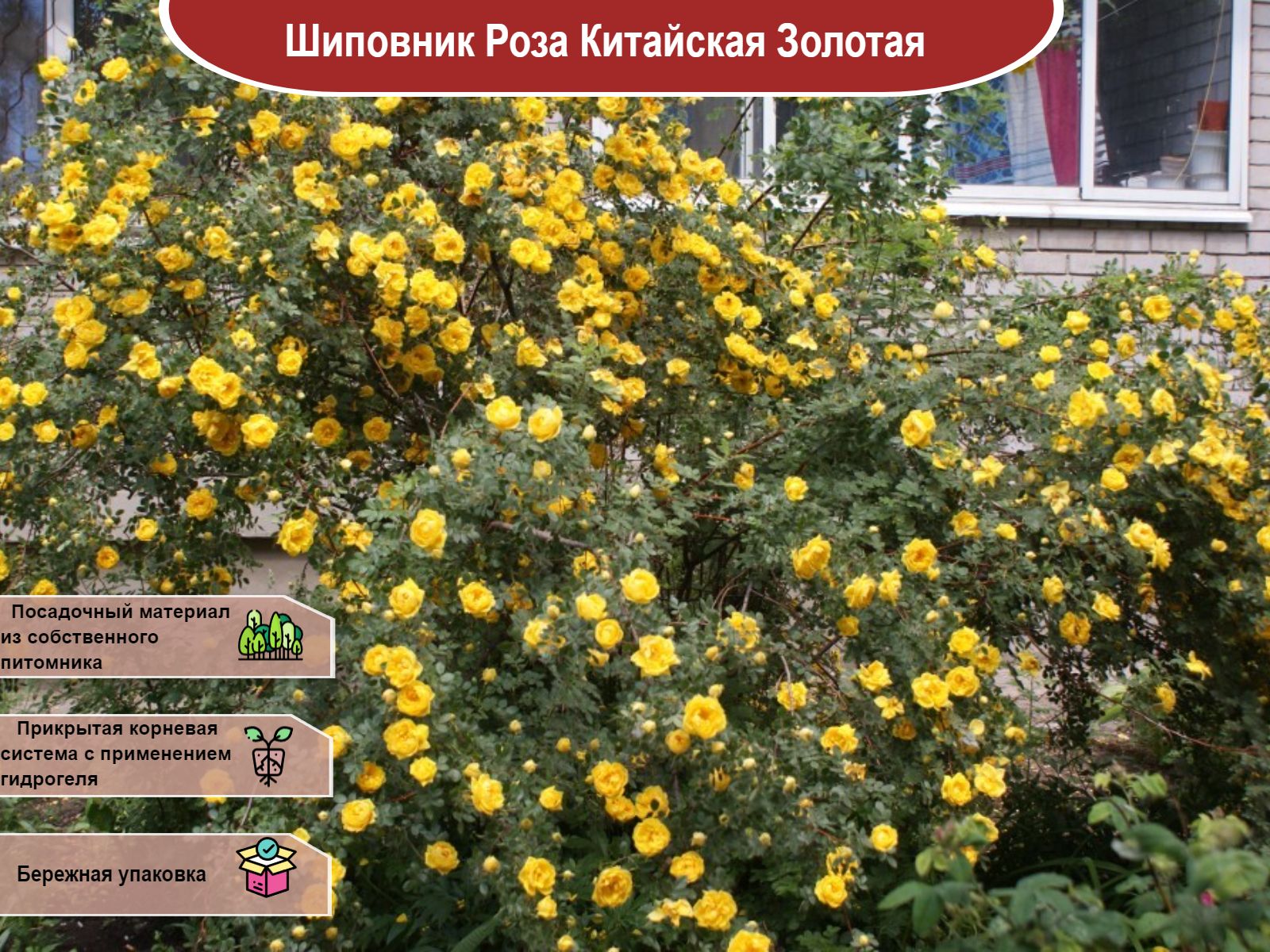 Роза желтая