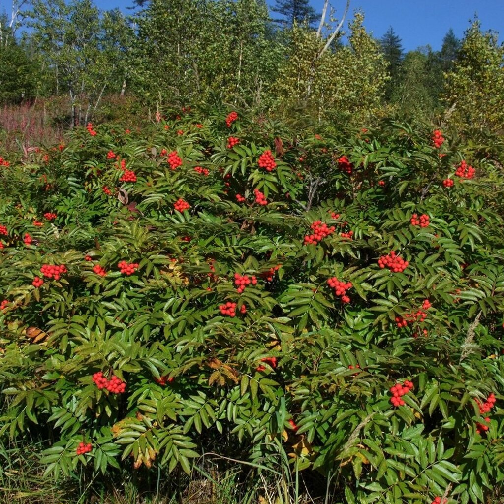 Рябина бузинолистная