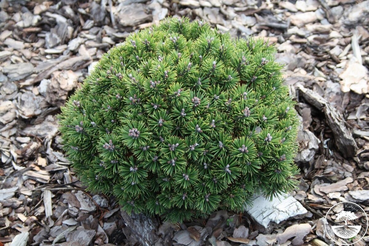 Сосна горная