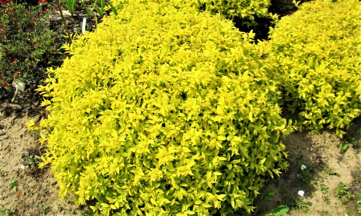 Спирея японская