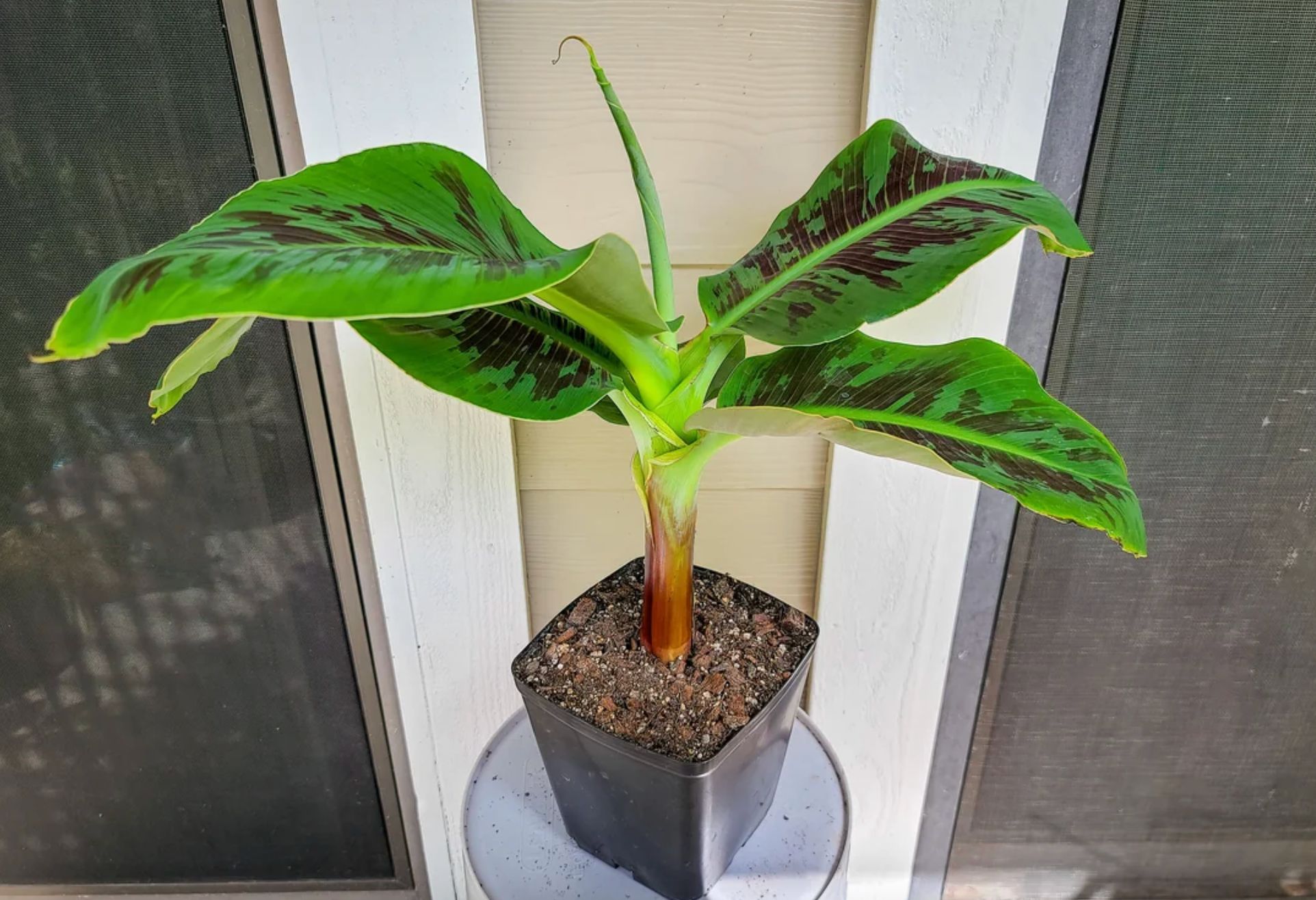 Банан японский Банан японский