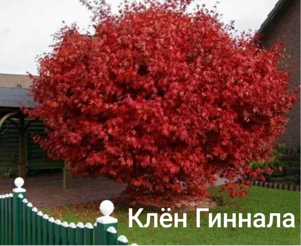 Клён гиннала