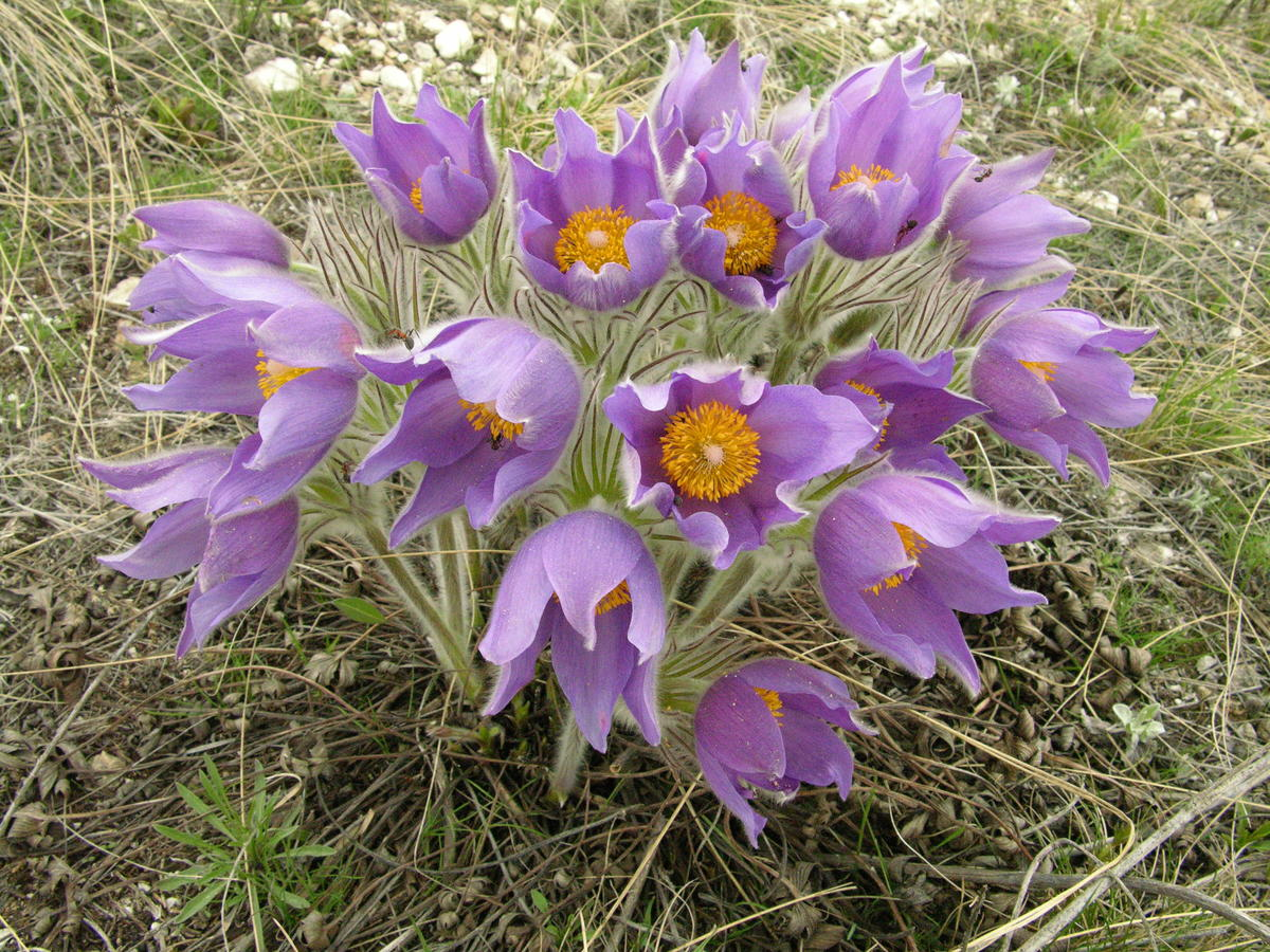 Прострел